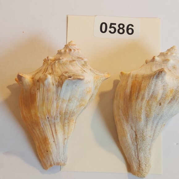 Natural Horse Conch Sea Shell White Tone 4.7" Beach Home Decor - Set of 2 - Picture 1 of 8